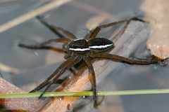 Dolomedes plantarius