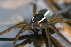 Dolomedes plantarius