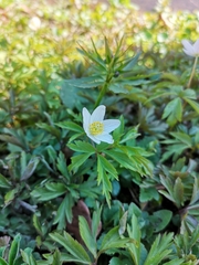 Anemonoides nemorosa