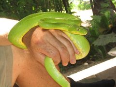 Morelia viridis