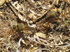 Stenopogon heteroneurus