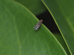 Sphenella sinensis