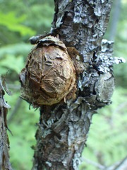 Cronartium quercuum
