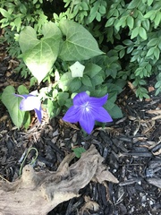 Platycodon
