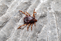 Hyalomma