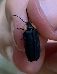 Lucidota atra