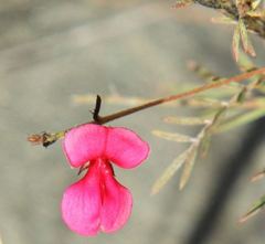 Fabaceae
