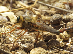 Stenopogon heteroneurus