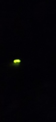 Lampyris noctiluca