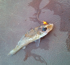 Gymnocephalus cernua