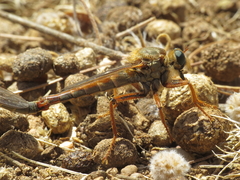 Stenopogon heteroneurus