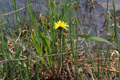 Taraxacum palustre