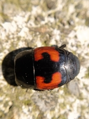 Hister quadrimaculatus