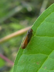 Macropsis robusta
