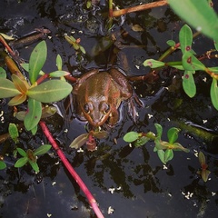Lithobates virgatipes