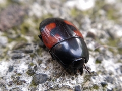Hister quadrimaculatus