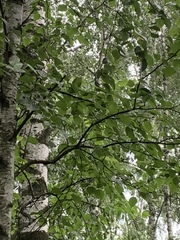 Betula pendula