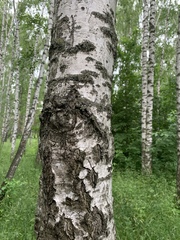 Betula pendula