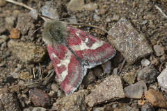 Schinia persimilis