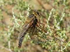 Stenopogon heteroneurus
