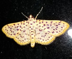 Polygrammodes eleuata