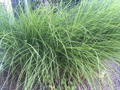 Carex virgata