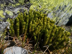 Huperzia appressa