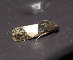 Epiblema tripartitana