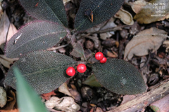 Ardisia mamillata