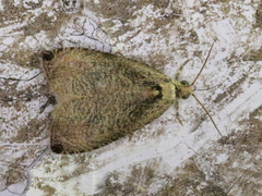 Olethreutes exoletum