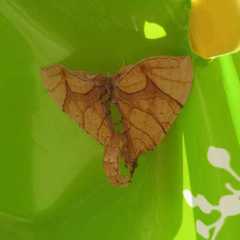 Eulithis gracilineata