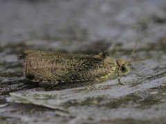 Olethreutes exoletum