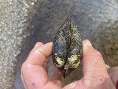 Arcidens confragosus