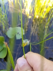 Schoenoplectus torreyi