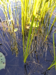 Schoenoplectus torreyi