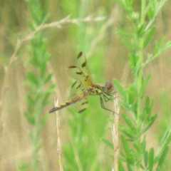 Celithemis elisa