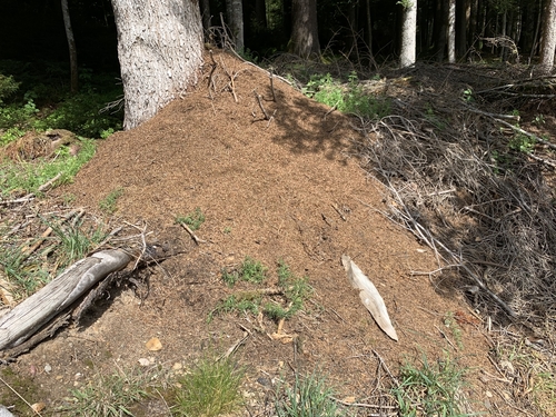 Rudoji miško skruzdėlė nuotrauka