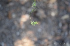 Biscutella valentina