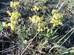 Achillea leptophylla