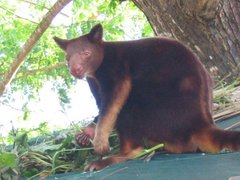 Dendrolagus goodfellowi