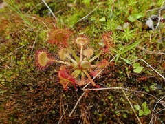 Drosera rotundifolia image