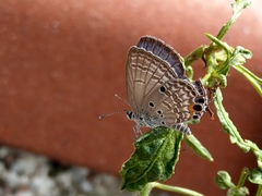 Luthrodes pandava peripatria