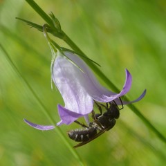 Lasioglossum costulatum