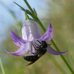 Lasioglossum costulatum