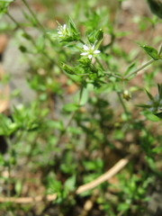 Arenaria serpyllifolia