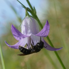 Lasioglossum costulatum