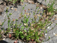 Arenaria serpyllifolia
