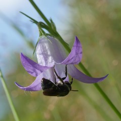 Lasioglossum costulatum