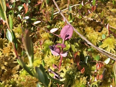 Exobasidium karstenii