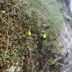 Potentilla matsumurae